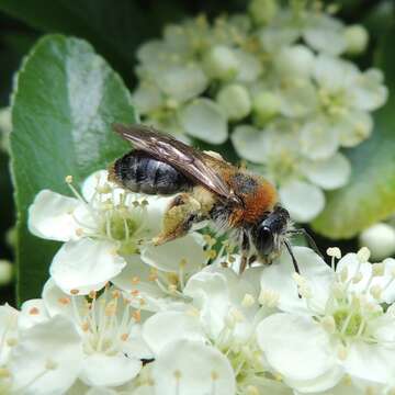 Image of early mining bee