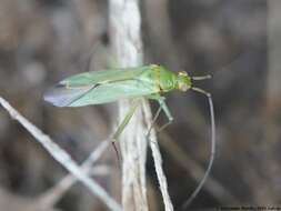 Image of Black-kneed Capsid