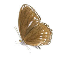 Imagem de Euripus nyctelius Doubleday 1845