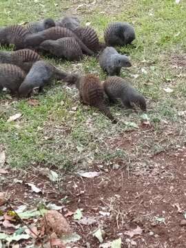 Image of Banded mongooses