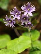 Image of Soldanella villosa Labarrère