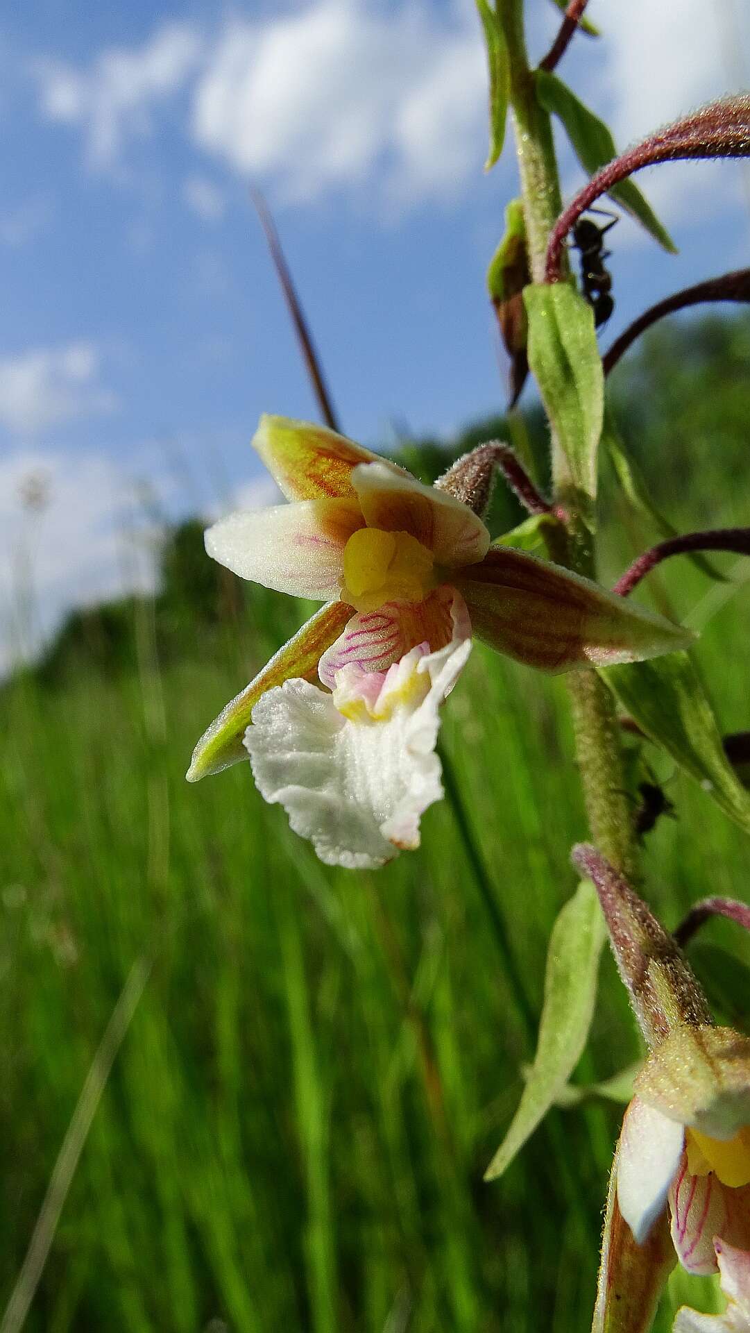 Imagem de Epipactis palustris (L.) Crantz