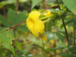 Image of golden trumpet