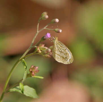 Image of ironweed