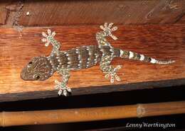 صورة Gekko gecko (Linnaeus 1758)