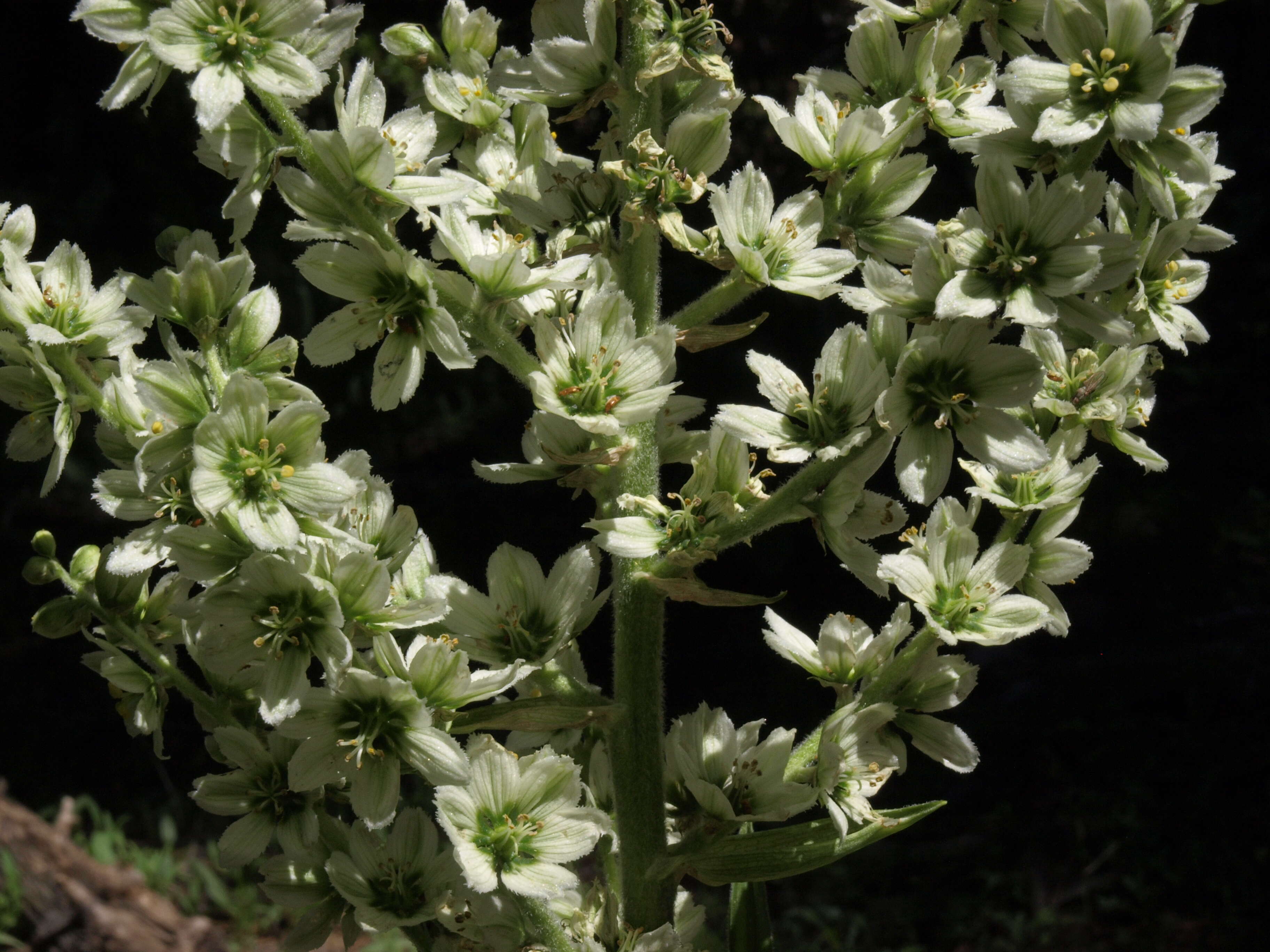 صورة Veratrum californicum Durand