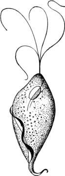 Image de Trichomonas vaginalis