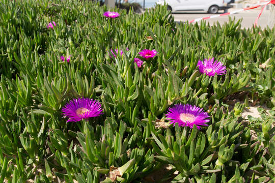 Image of Ice Plants