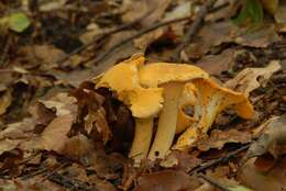 Image of Chanterelle