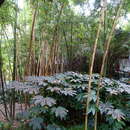 Image of Phyllostachys arcana McClure