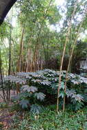Image of Phyllostachys arcana McClure