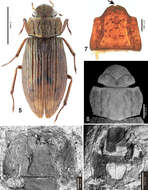 Image of Helophoridae