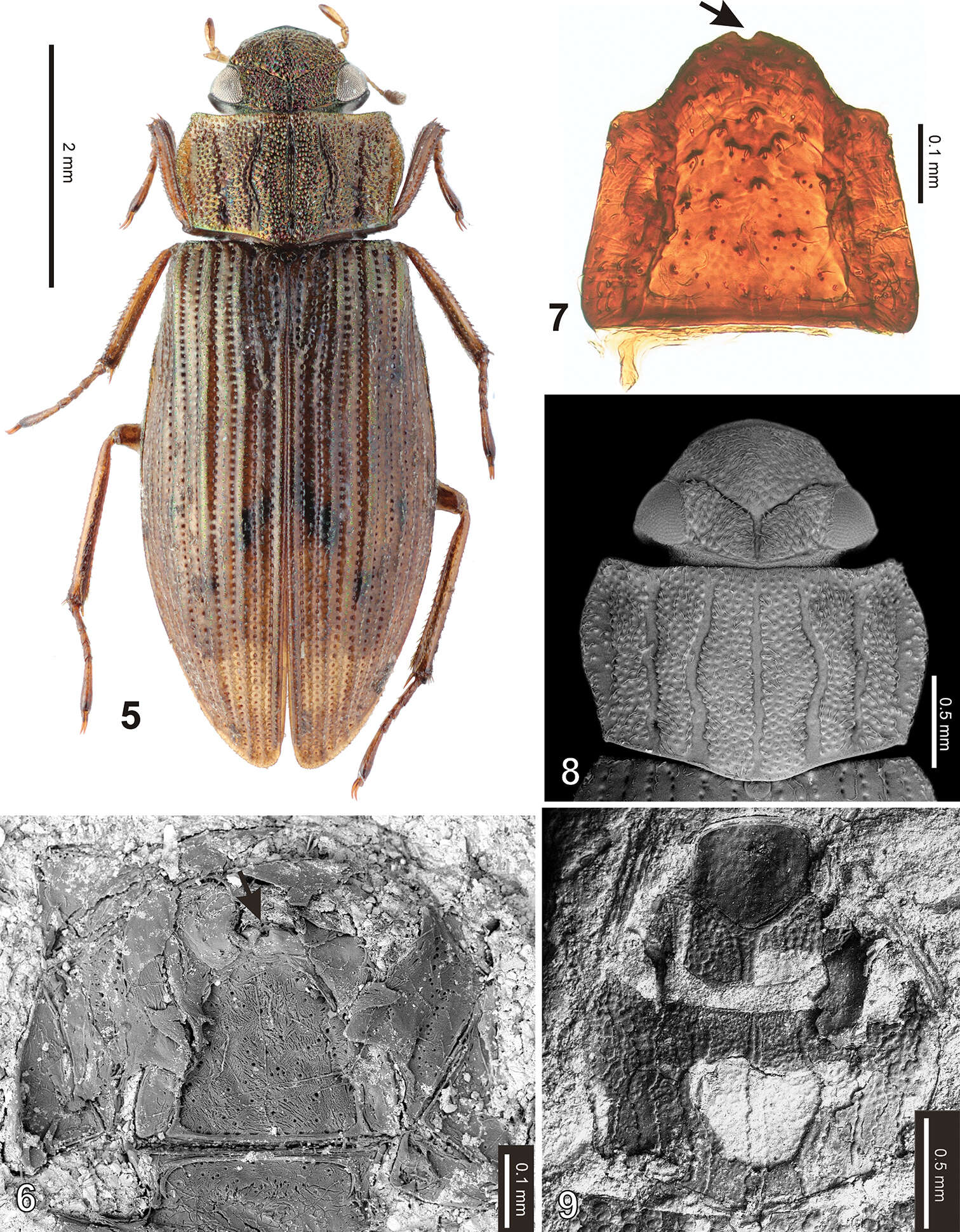 Image of Helophoridae