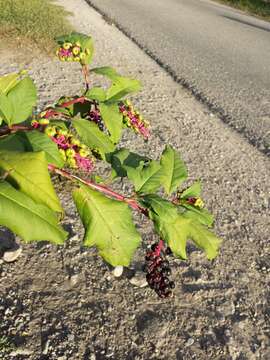 Image of American Nightshade