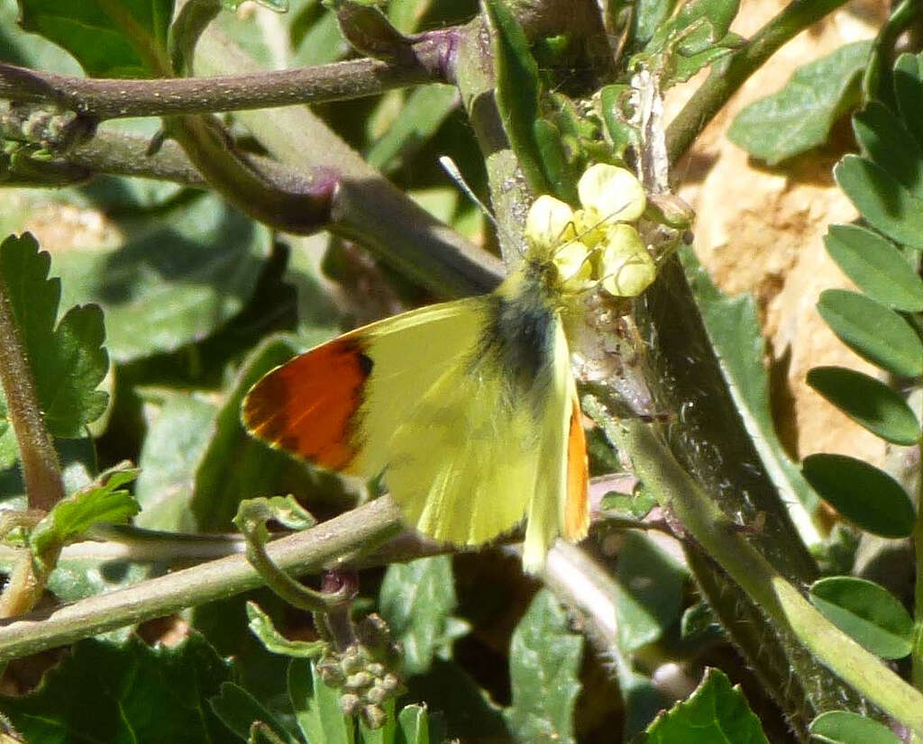 Image of Moroccan Orange Tip