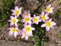 Image de Tulipa saxatilis Sieber ex Spreng.