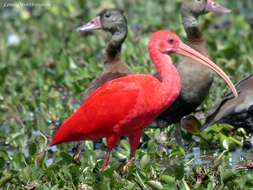 Image of Scarlet Ibis