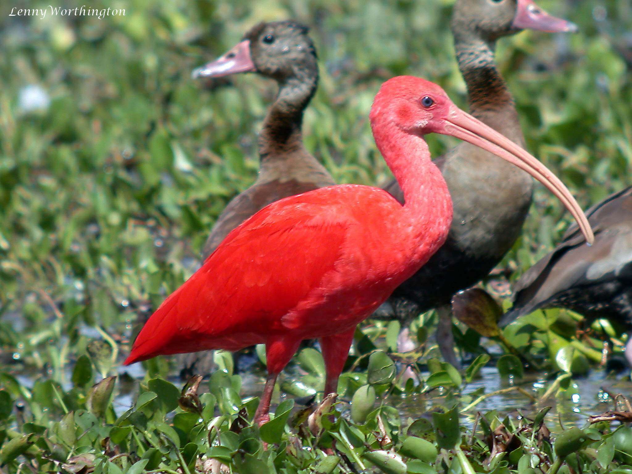 Image of Scarlet Ibis