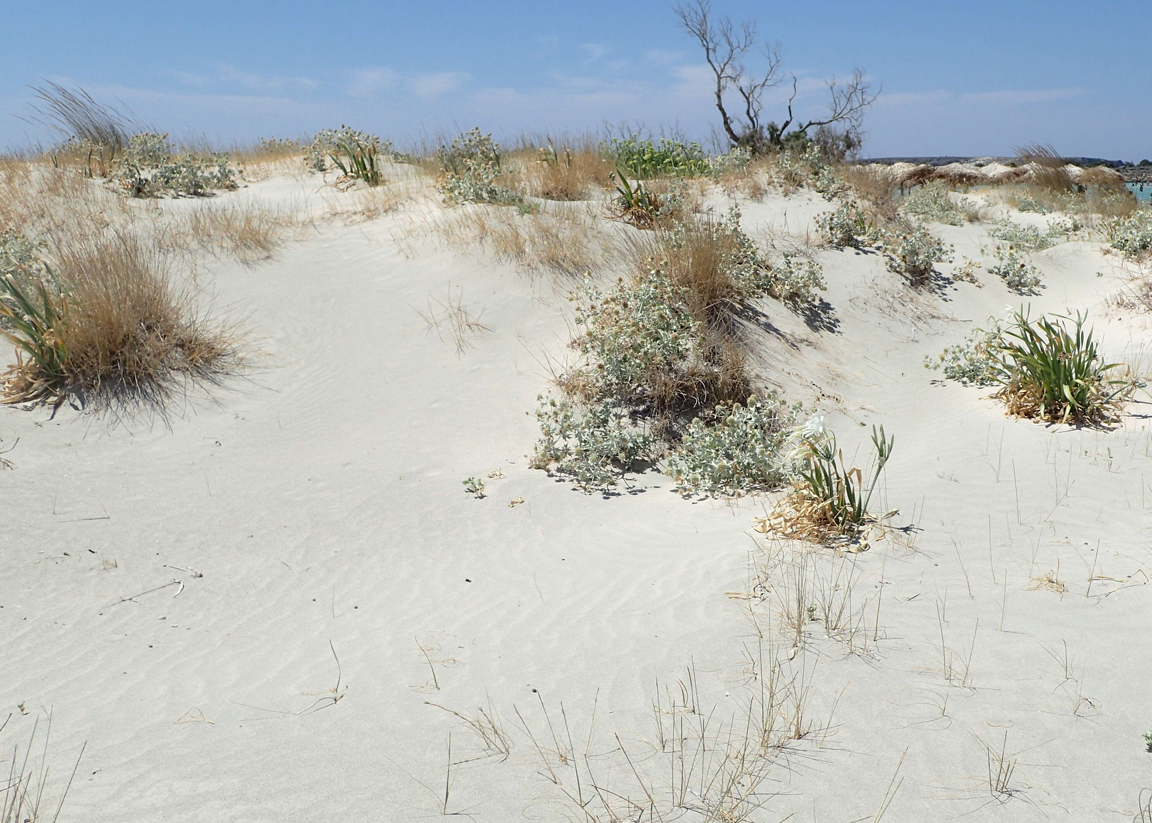 Image de Panicaut de mer