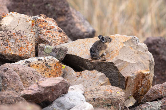 Image of Ochotona subgen. Pika Lacépède 1799