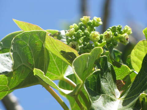 Image of Barbados nut