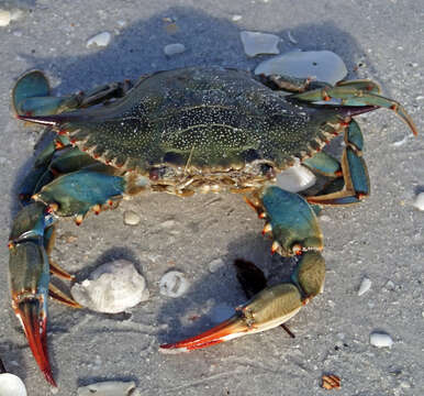 Image of blue crab