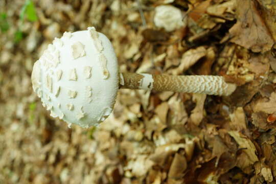 Image of Macrolepiota procera (Scop.) Singer 1948