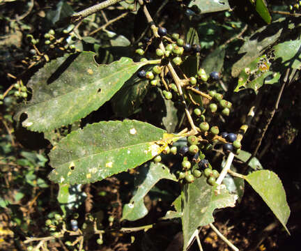 Image of Symplocos cochinchinensis (Lour.) Moore