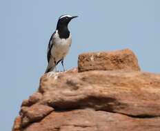 Image of White-browed Wagtail