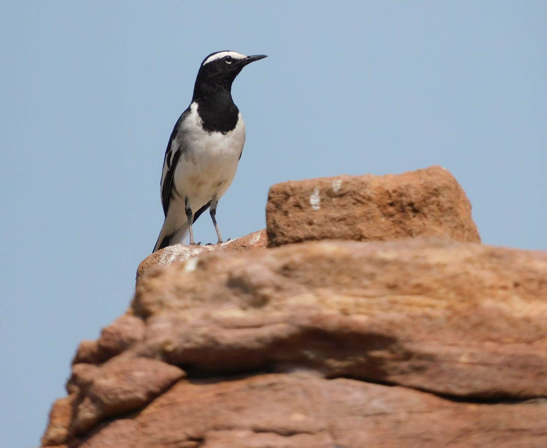 Image of White-browed Wagtail