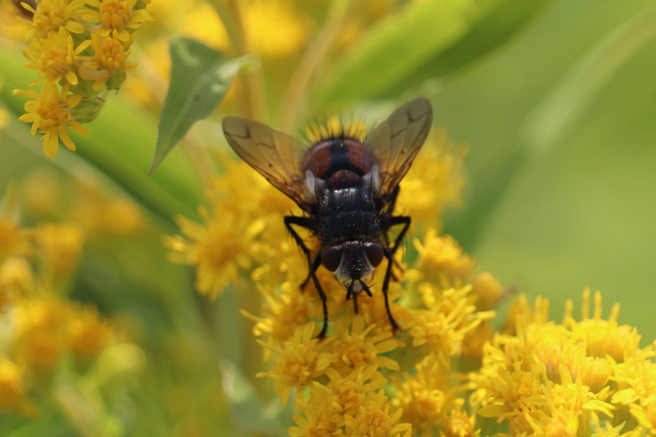 صورة Peleteria rubescens (Robineau-Desvoidy 1830)