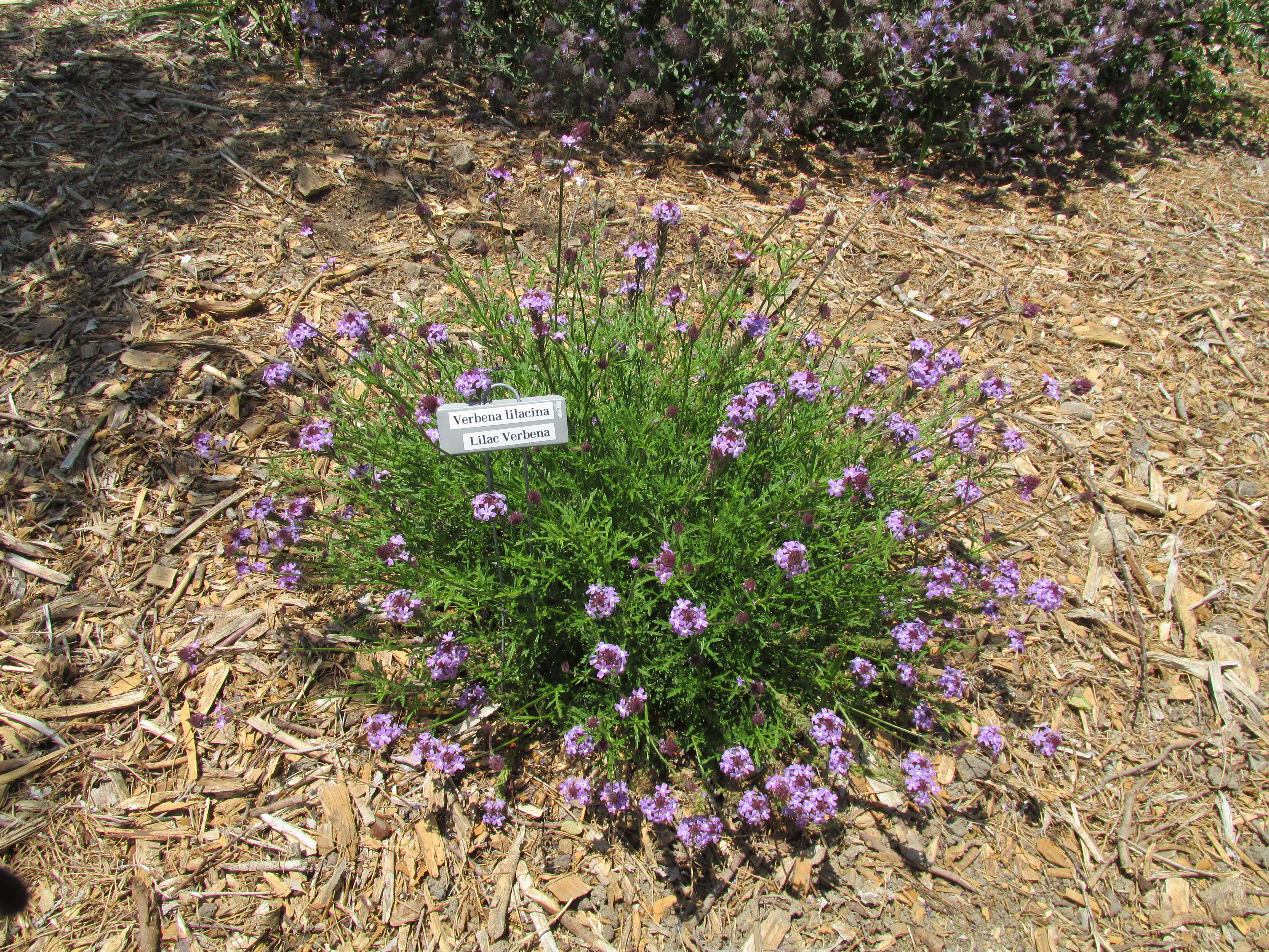 Image of Glandularia lilacina (Greene) Umber