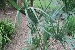 Image of Sabal rosei (O. F. Cook) Becc.