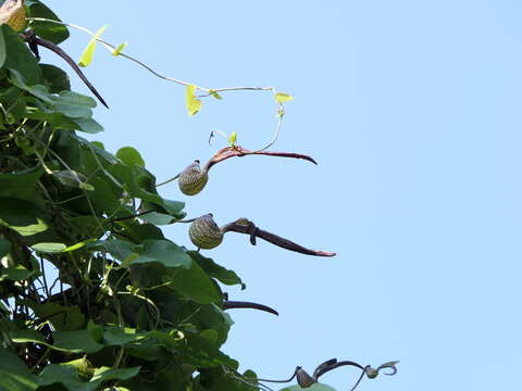 Image de Aristolochia ringens Vahl