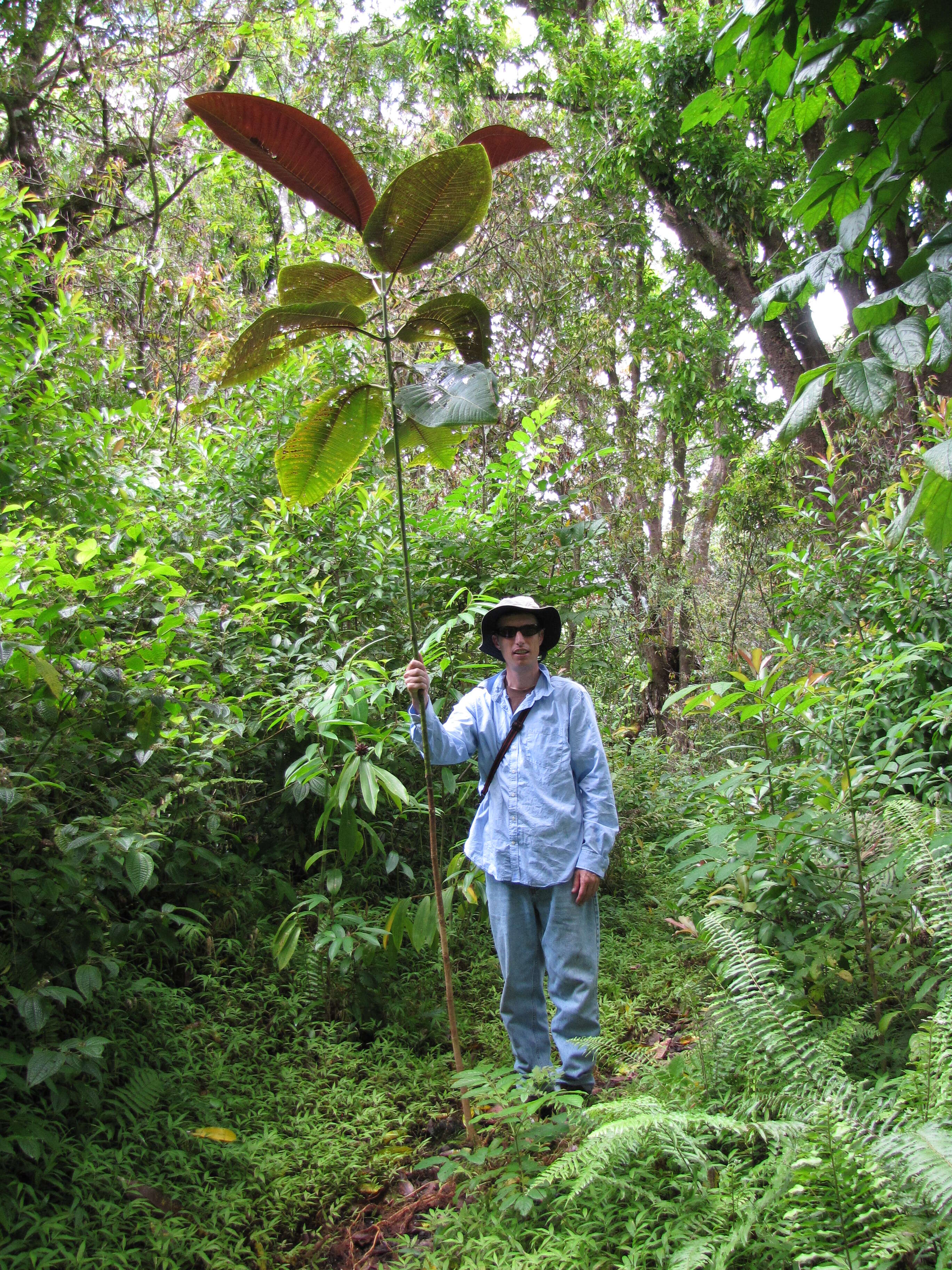 Image of velvet tree