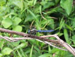 Image of Orthetrum luzonicum (Brauer 1868)