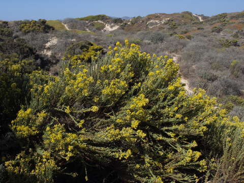 Image of California goldenbush