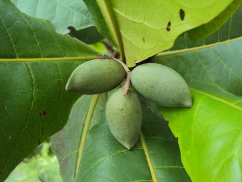 Image of tropical-almond