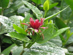 Image of western sweetshrub