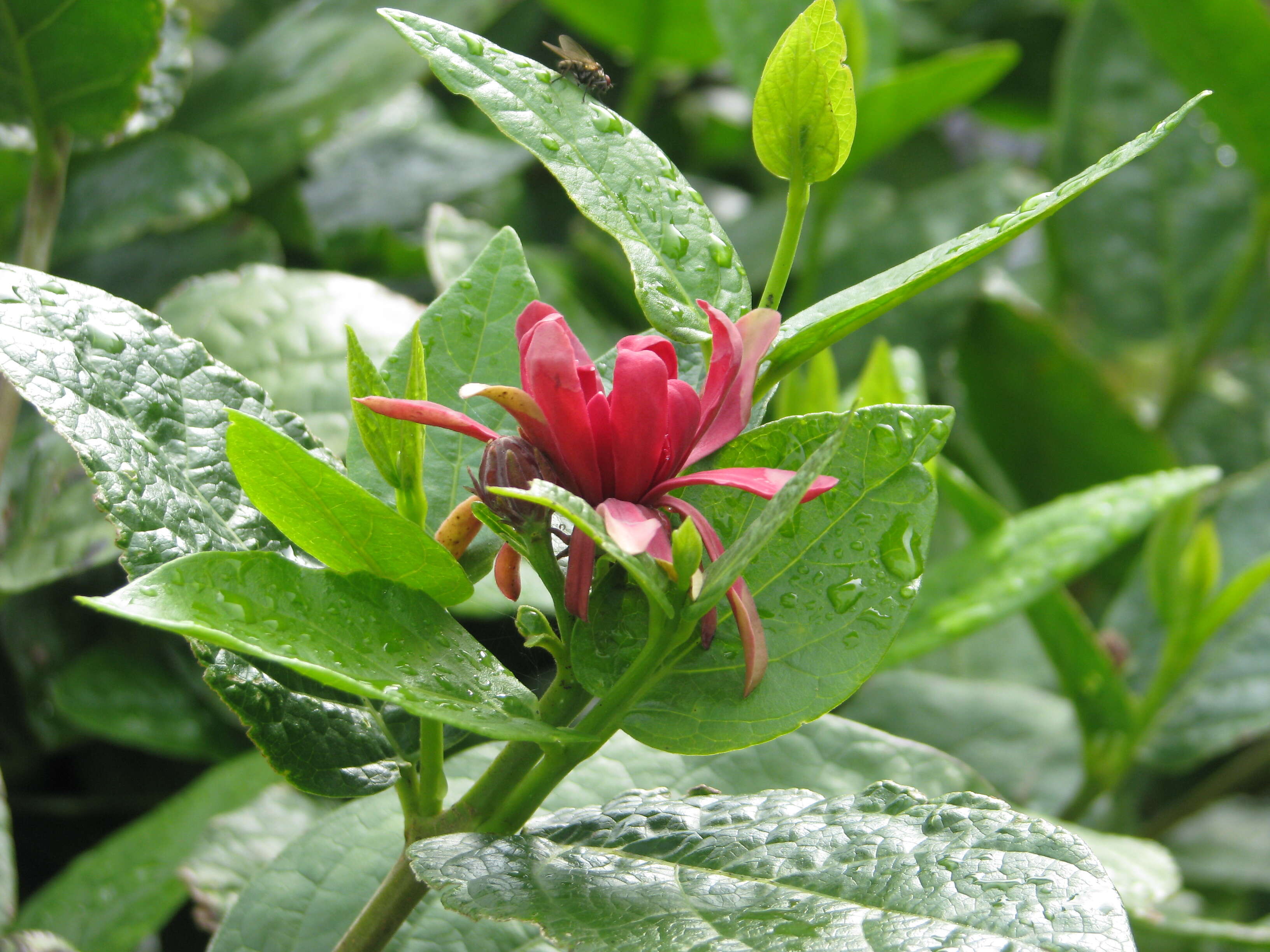 Image of western sweetshrub