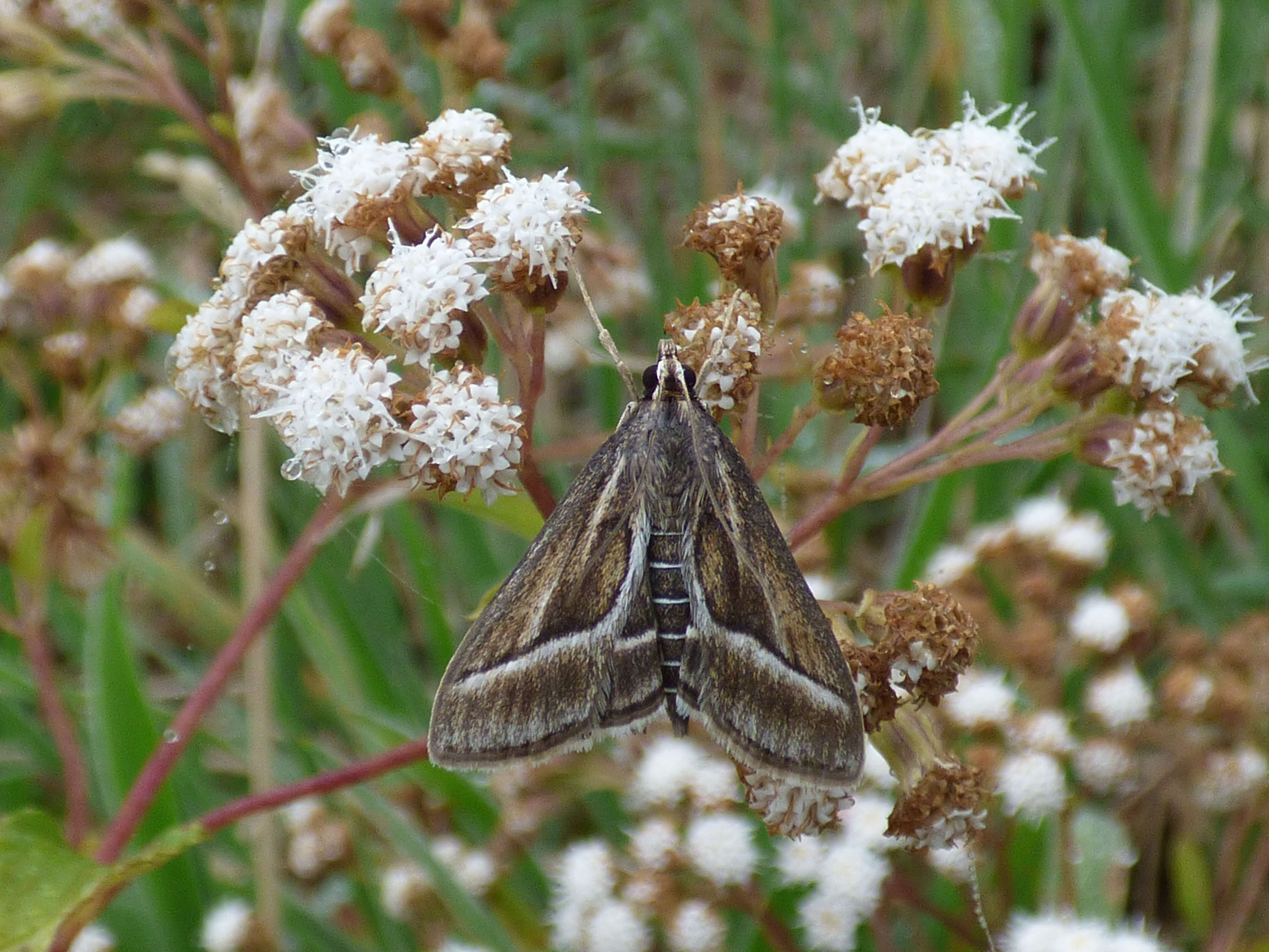 صورة Ageratina riparia (Regel) R. King & H. Rob.