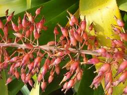 Image of Aechmea bracteata (Sw.) Griseb.