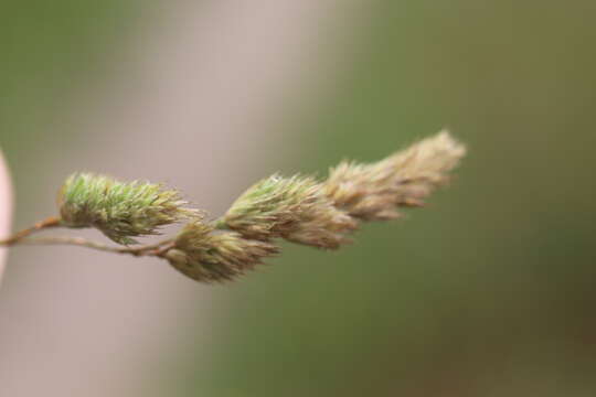 Image of Cocksfoot or Orchard Grass