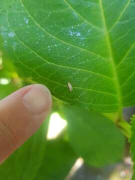 Phyllonorycter messaniella (Zeller 1846)的圖片