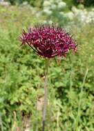 Image of Allium atropurpureum Waldst. & Kit.