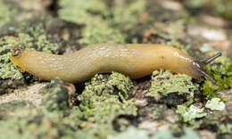 Image of hedgehog slug