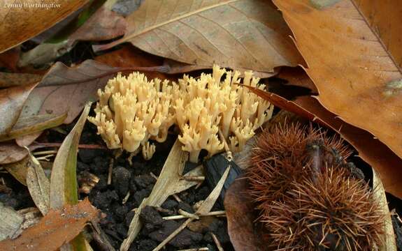 Слика од Ramaria stricta (Pers.) Quél. 1888