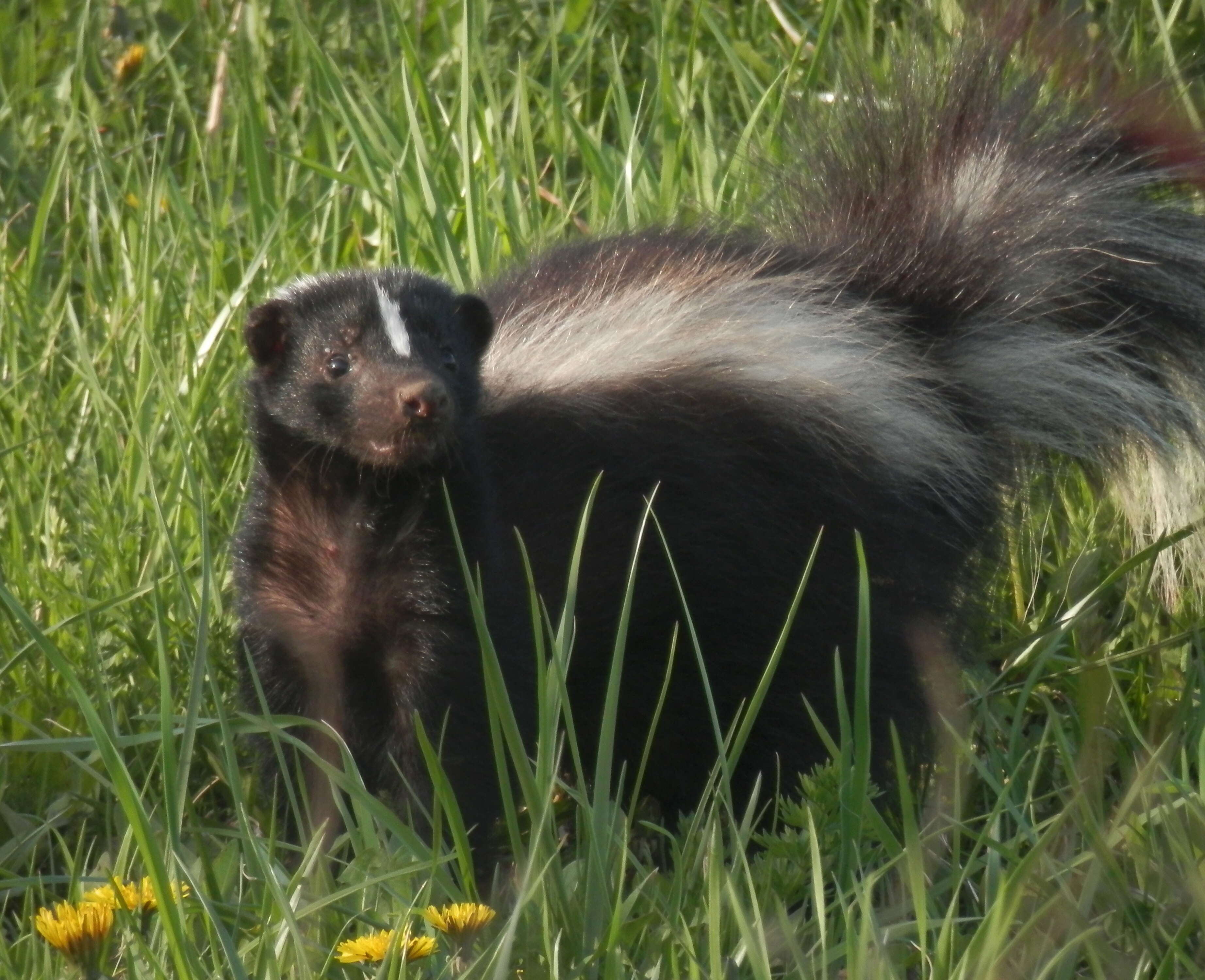 Image of Hooded and Striped Skunks