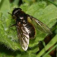 صورة Cheilosia fraterna (Meigen 1830)