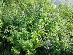 Image of Horse Mint